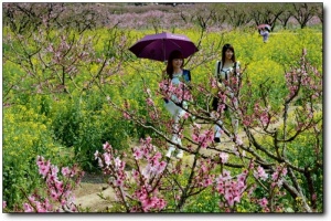 宁德虎头村桃花_福安虎头村桃花(福建宁德)_虎头村桃花