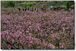 宁德虎头村桃花_福安虎头村桃花(福建宁德)_虎头村桃花