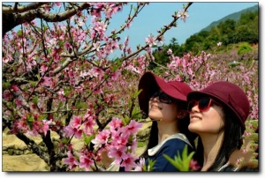 宁德虎头村桃花_福安虎头村桃花(福建宁德)_虎头村桃花