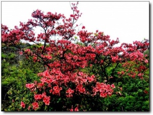 宁德白溪草场_古田白溪草场(福建宁德)_白溪草场