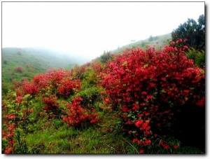 宁德白溪草场_古田白溪草场(福建宁德)_白溪草场