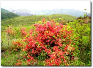 宁德高岗山_古田高岗山(福建宁德)_高岗山