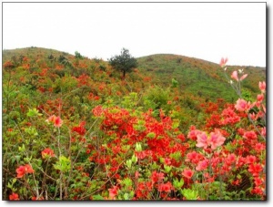 宁德第一旗山_蕉城第一旗山(福建宁德)_第一旗山