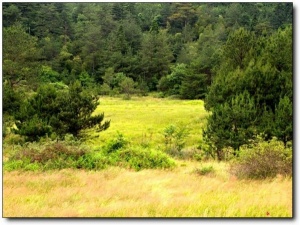 宁德仙山牧场_屏南仙山牧场(福建宁德)_仙山牧场