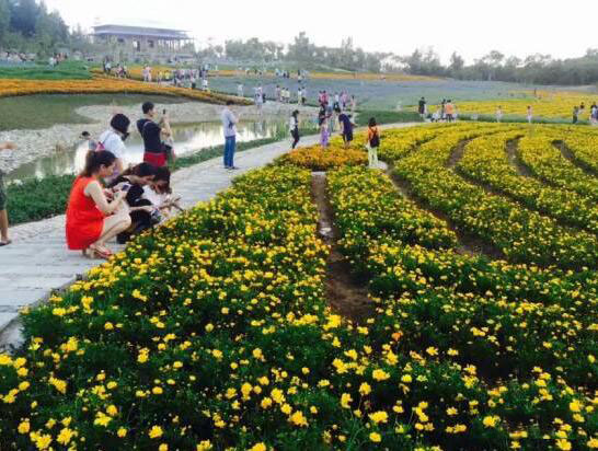 香花海_美翻了！翔安这香山50亩花海绽放，小伙伴们约起来！