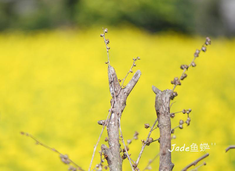 蔗内村油菜花田 (6)_蔗内村油菜花田