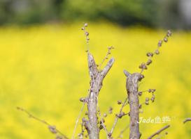 蔗内村油菜花田 (6)_蔗内村油菜花田