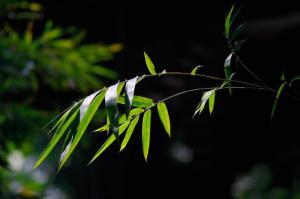 鲤城芳草园 (2)_鲤城芳草园