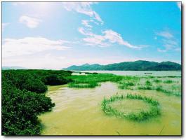 龙海龙海红树林自然保护区 (4)_龙海红树林自然保护区