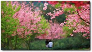 漳平永福樱花园 (4)_漳平永福樱花园