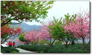 漳平永福樱花园 (5)_漳平永福樱花园