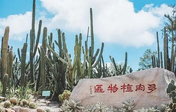 沙生植物区