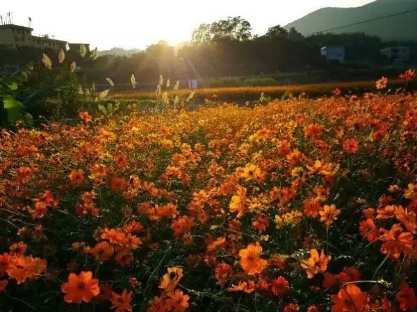 厦门春节赏花攻略在这！被问了几万遍，收藏好一个个玩过去~