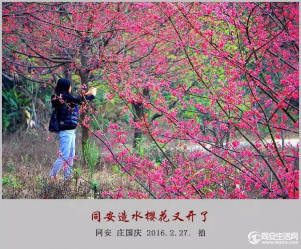 同安造水樱花又开了！樱花、梨花一起来！