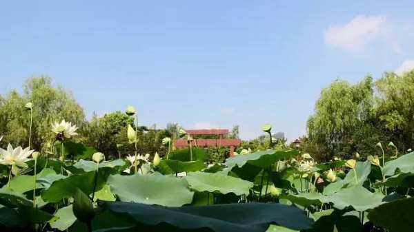 你久等的“夏雨荷”明天终于露面，园博苑走起！