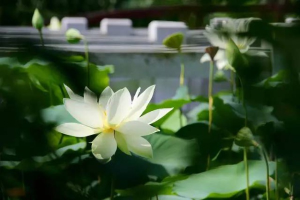 你久等的“夏雨荷”明天终于露面，园博苑走起！