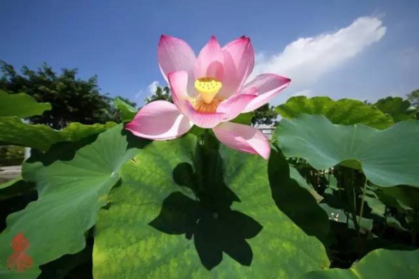 你久等的“夏雨荷”明天终于露面，园博苑走起！