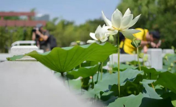 你久等的“夏雨荷”明天终于露面，园博苑走起！