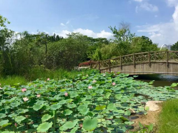 好玩集美丨园博苑新亮点,暑期大家Hi起来！