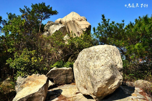 翔安这香山50亩花海绽放