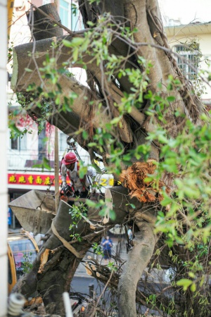 学村印象｜原来，石鼓路不仅有大榕树，还有个“小巴黎”……