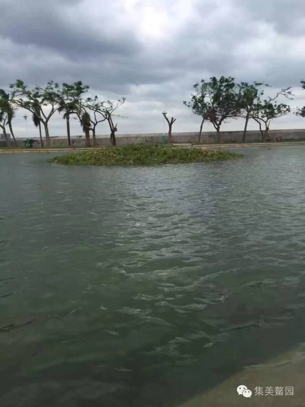 这是集美鳌园一年唯独一次的景色