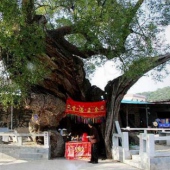 同安洪塘镇郭山村公婆樟-树神