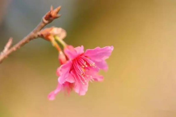 三月将至，花开当时，赏樱之行要提上日程了！