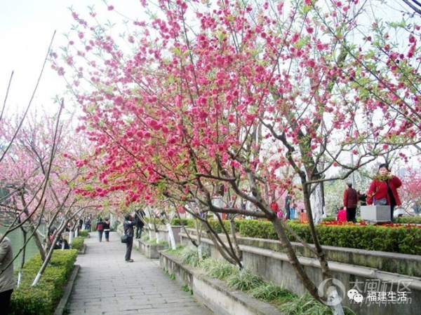 最美桃花季来啦！福建各地观赏攻略大集合，万花具备只欠迈腿