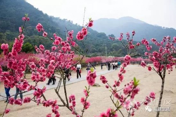 最美桃花季来啦！福建各地观赏攻略大集合，万花具备只欠迈腿