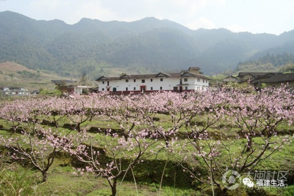 最美桃花季来啦！福建各地观赏攻略大集合，万花具备只欠迈腿