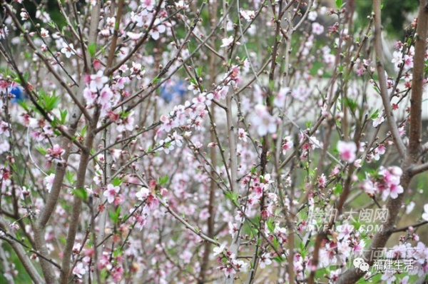 最美桃花季来啦！福建各地观赏攻略大集合，万花具备只欠迈腿