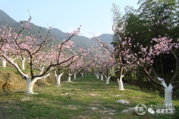 最美桃花季来啦！福建各地观赏攻略大集合，万花具备只欠迈腿