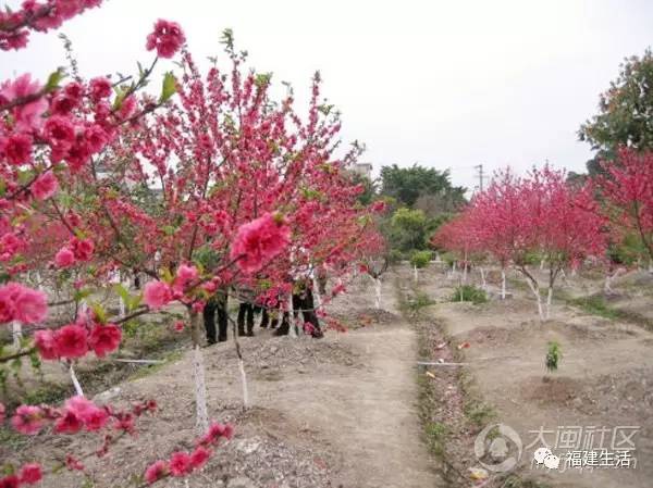 最美桃花季来啦！福建各地观赏攻略大集合，万花具备只欠迈腿