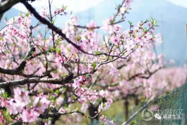 最美桃花季来啦！福建各地观赏攻略大集合，万花具备只欠迈腿