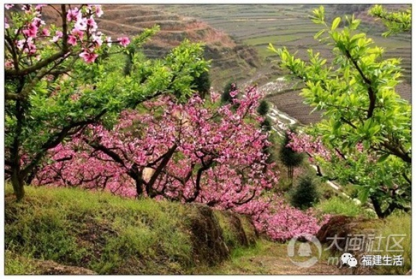 最美桃花季来啦！福建各地观赏攻略大集合，万花具备只欠迈腿