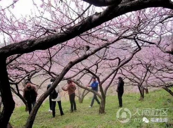 最美桃花季来啦！福建各地观赏攻略大集合，万花具备只欠迈腿