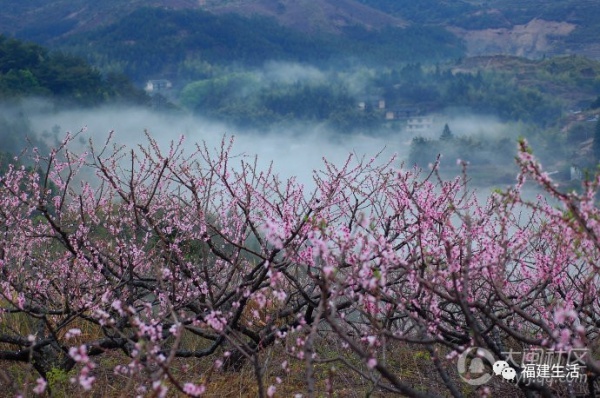 最美桃花季来啦！福建各地观赏攻略大集合，万花具备只欠迈腿