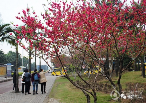 最美桃花季来啦！福建各地观赏攻略大集合，万花具备只欠迈腿