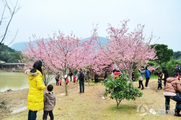 最美桃花季来啦！福建各地观赏攻略大集合，万花具备只欠迈腿