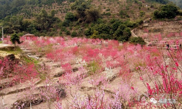 最美桃花季来啦！福建各地观赏攻略大集合，万花具备只欠迈腿