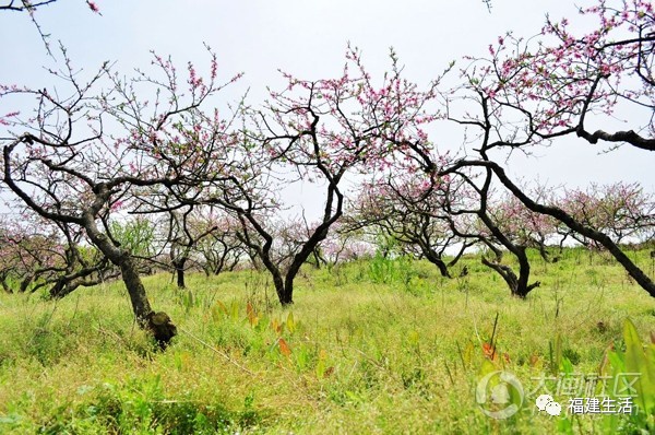 最美桃花季来啦！福建各地观赏攻略大集合，万花具备只欠迈腿