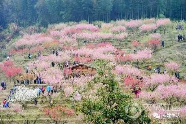 最美桃花季来啦！福建各地观赏攻略大集合，万花具备只欠迈腿