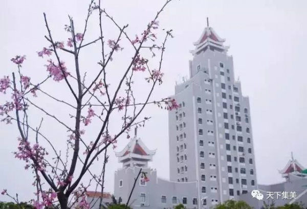 看樱花不去日本来集大！师生校友“以爱之名”浇灌它