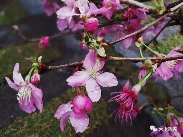 看樱花不去日本来集大！师生校友“以爱之名”浇灌它