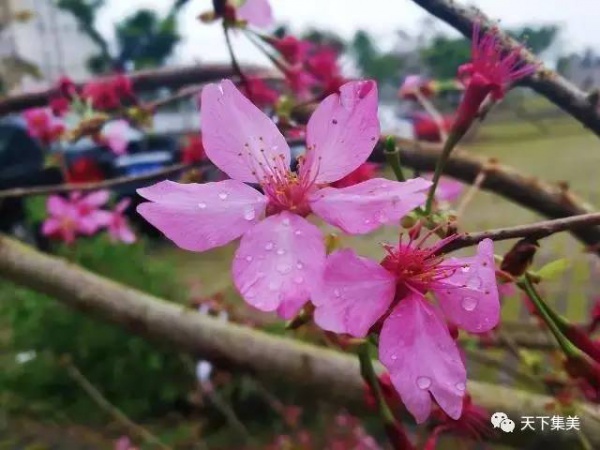 看樱花不去日本来集大！师生校友“以爱之名”浇灌它