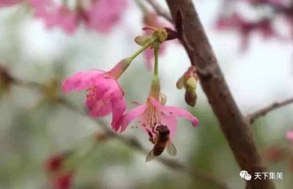 看樱花不去日本来集大！师生校友“以爱之名”浇灌它