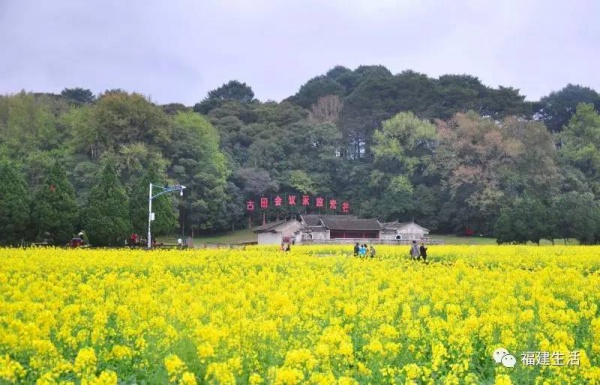 收藏！最新最全的福建油菜花地图就在这儿啦