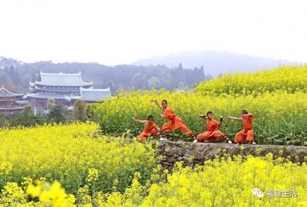 收藏！最新最全的福建油菜花地图就在这儿啦