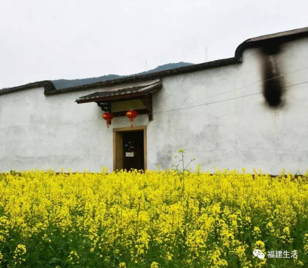 收藏！最新最全的福建油菜花地图就在这儿啦